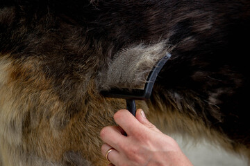a man combs a dog's fur with a brush.