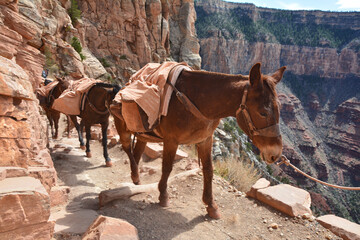 Mule pack train climbes from the bottom of the Grand Canyon. - 603368459