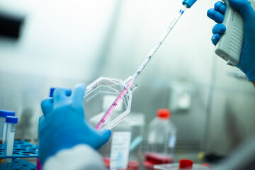 cell culture at the safety cabinet