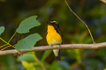 緑溢れる森に住まうキビタキの雄