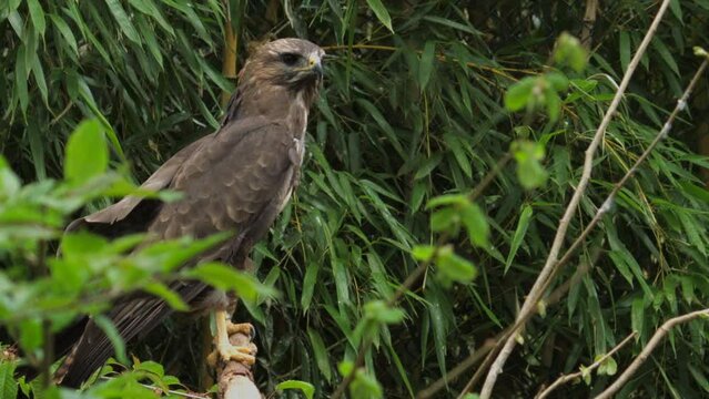 Bird common buzzard landed on a branch a tree 
