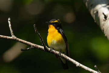 強い光を浴びているキビタキの雄