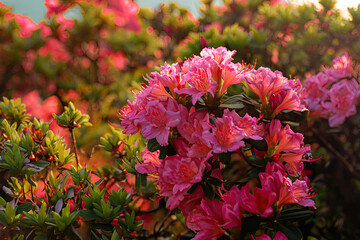 Beautiful Full Bloom Colorful Indian Azaleas Rhododendron Simsii Flowers In Springtime 