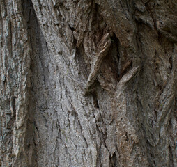Details of the bark of robinia pseudoacacia