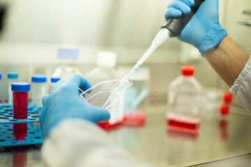 cell culture at the safety cabinet