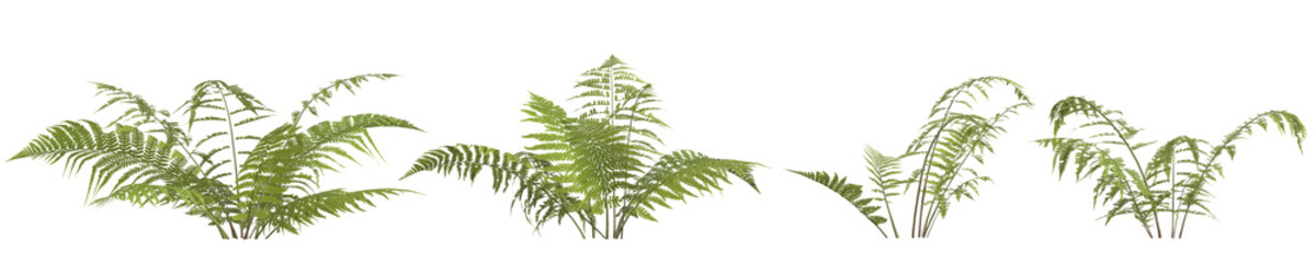 3d illustration of set fern plant isolated on transparent background