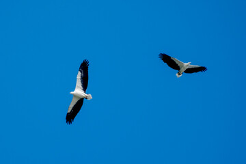 Birds of Bangladesh birds  from satchori National park, sylhet, bangladesh
