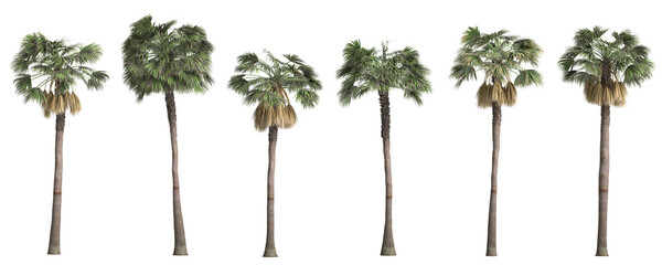 3d illustration of set sabal palm tree isolated on transparent background