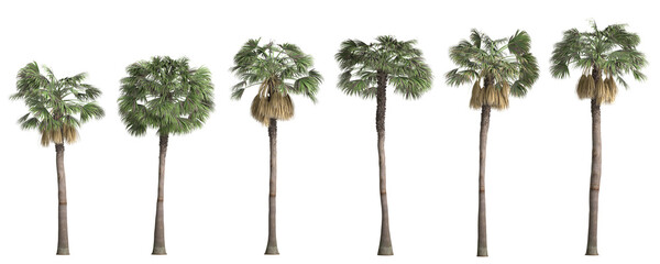 3d illustration of set sabal palm tree isolated on transparent background - obrazy, fototapety, plakaty