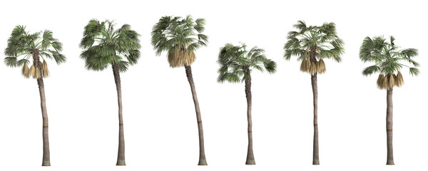 3d illustration of set sabal palm tree isolated on transparent background