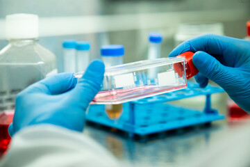 cell culture at the safety cabinet