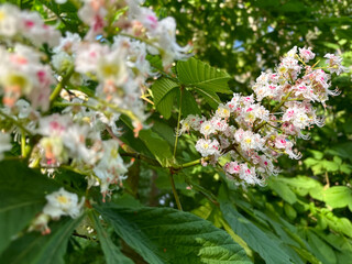 This photo features a close-up of a beautiful chestnut flower. The flower showcases intricate details with its vibrant colors and delicate petals. The chestnut flower is known for its unique shape