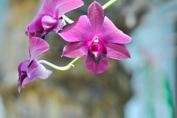 red orchid, red flowers or Bulbophyllum or dendrobium orchid or Dendrobium sp or ORCHIDACEAE