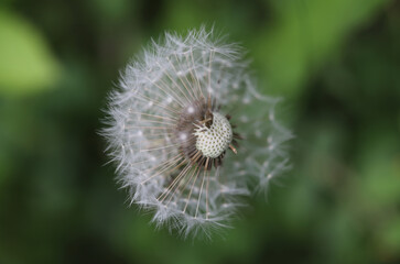 Dandelion head