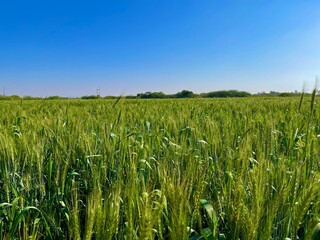 green wheat field