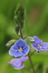 blue wild flower in the grass