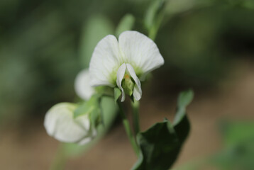 Snap pea flower close up