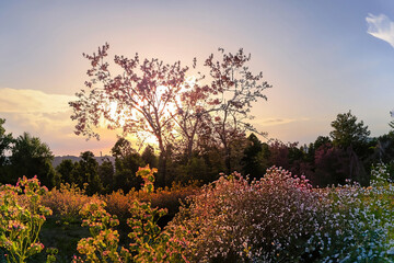 Plakat Scenic View Of Flowering Plants And Trees Against Sky During Sunset