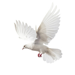Fototapeta na wymiar side view of white pigeon flying , isolated on transparent background cutout , generative ai