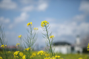 住宅地の菜の花(Canola flowers in a residential area)