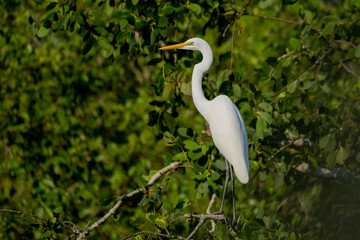Great Egret in Sundarbans, the largest mangrove forest in the world. Satkhira, Bangladesh