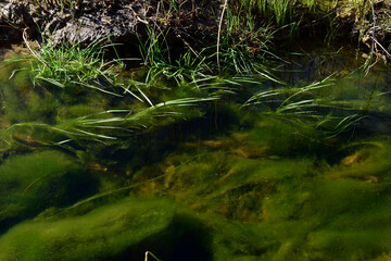 Green algae in aquatic environment , Patagonia, Argentina.
