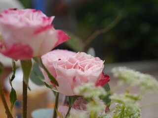 close up photo of light pink flowers