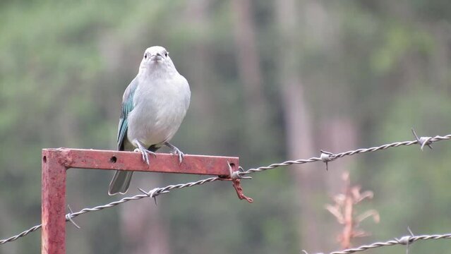Thraupis sayaca/Sayaca Tanager
/sanha&ccedil;o-cinzento
