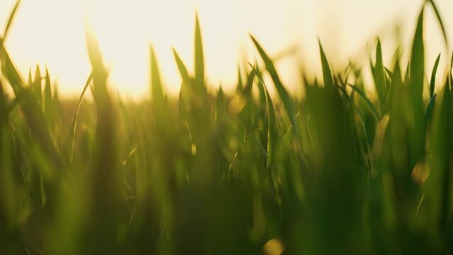 Green wheat sprouts on field against sunset rays Slow motion. Work in agronomic farm for making business and production organic eco bio food
