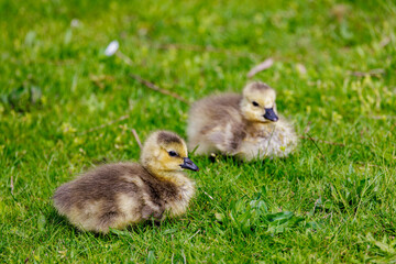 two cute geese chicks in the green grass
