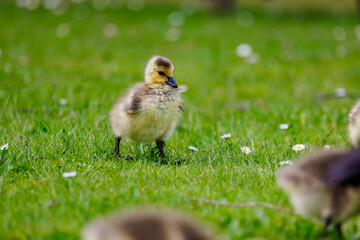 sweet little gosling