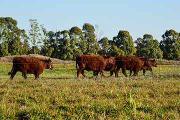 Naklejka na ściany i meble Cattle in Argentine countryside, La Pampa Province, Patagonia, Argentina.