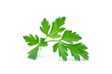  Parsley leaf isolated on white.