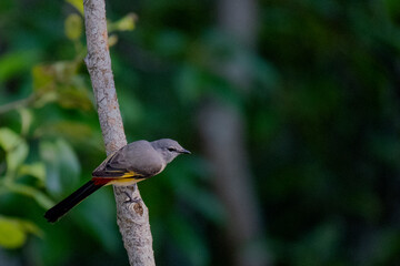 Birds of Bangladesh birds  from satchori National park, sylhet, bangladesh
