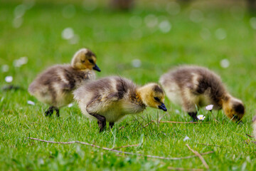 a few baby cute geese chicks