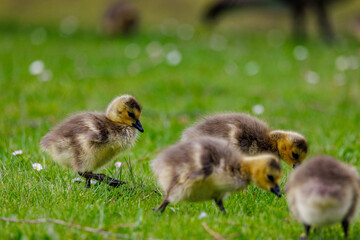 goose chicks in the grass