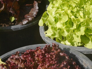 Close-up shot of green lettuce leaves growing in a pot. give a fresh feeling suitable for illustration