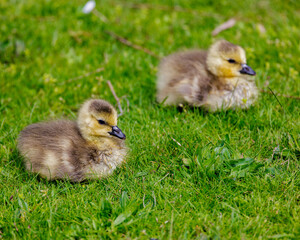 the cutest baby chick in the green grass