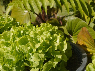 Close-up shot of green lettuce leaves growing in a pot. give a fresh feeling suitable for illustration