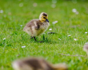 goslings looking for food