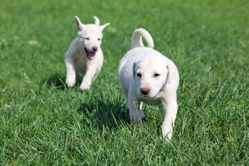 akbash dog puppies are playing