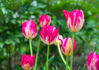 Fototapeta premium Tulip Alectric display bi-coloured blooms throughout spring.