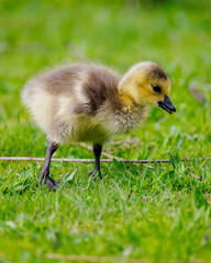 Obraz premium cute gosling chick in the green grass
