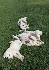 akbash dog puppies are playing