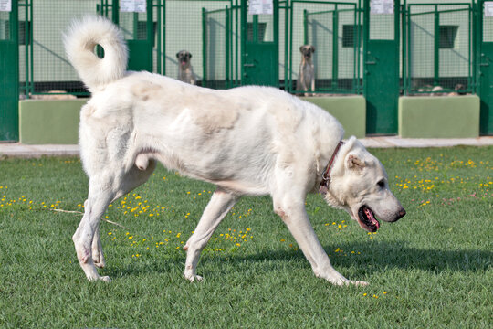 akbash dog. turkish shepherd dog