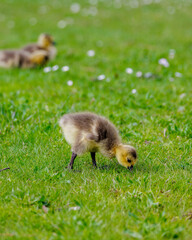 foraging cute chick in tree green grass