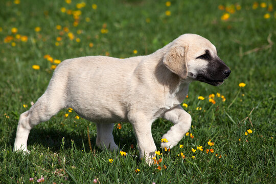 sivas kangal dogs puppies in the garden