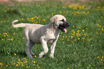sivas kangal dogs puppies in the garden © ehasdemir