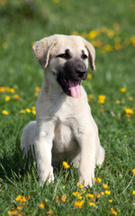 sivas kangal dogs puppies in the garden © ehasdemir