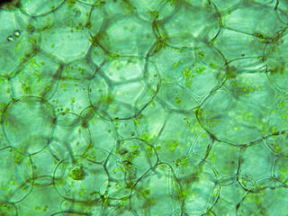 Squash cells texture seen in biological optical microscope. Stained for better artistic experience...